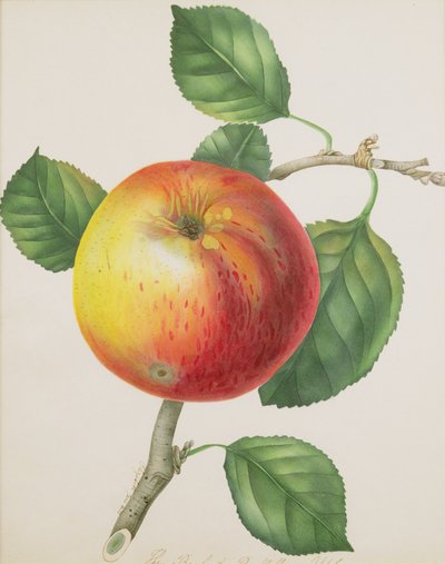 Apple，c.1835（wc） 作者 伊丽莎白·简·希尔