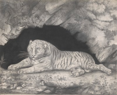 一只老虎躺在洞口 作者 伊丽莎白·普林格（Elizabeth Pringle）