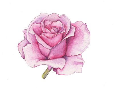 粉红玫瑰，2012 年（水彩画） 作者 伊丽莎白·里德