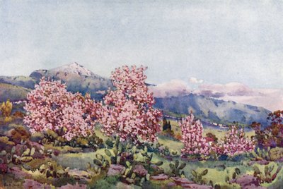 杏花，奥罗塔瓦山谷（彩色石版画） 作者 艾拉·杜甘蔗