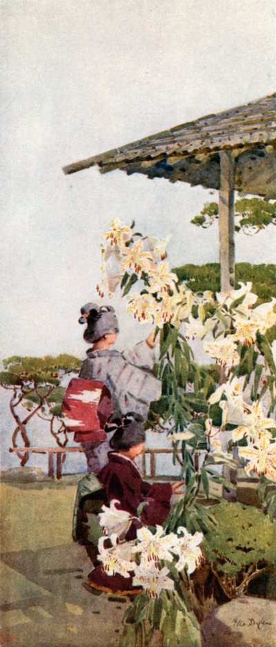 金百合（彩色平版） 作者 艾拉·杜甘蔗