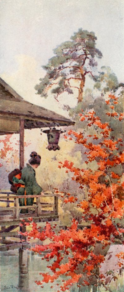 观赏枫树（彩色平版） 作者 艾拉·杜甘蔗