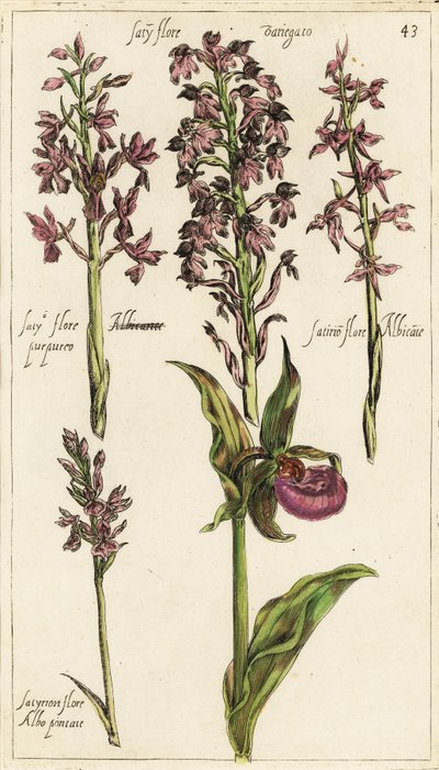 欧洲兰花的不同品种，瓢虫兰，Cypripedium calceolus 作者 伊曼纽尔·斯威特