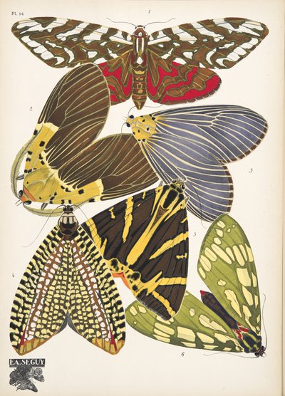 第 14 版，来自 Butterflies，酒吧。 1925 年（模板印刷） 作者 埃米尔·阿兰·塞盖