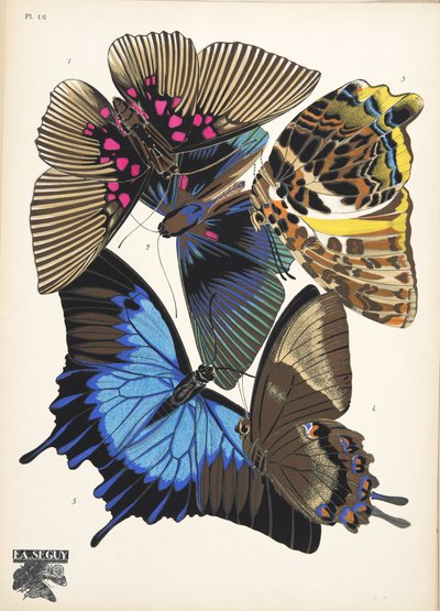 图 16，选自《Papillons》，1925 年出版。1925 年（pochoir 印刷品） 作者 埃米尔·阿兰·塞盖