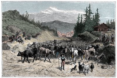 阿尔卑斯山：Jodel或出发的牛群（牛、羊）走向牧场。Emile Bayard为《Les Montagnes d