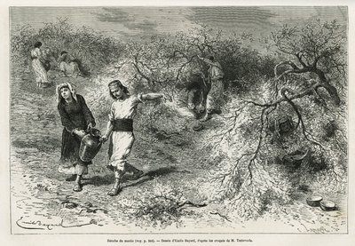 The collection of putty, a white resin of lentis, during the summer season, is the basis of the manufacture of an anisee brandy, drawing by Emile Bayard, to illustrate the story “Chio Island” (Eastern Turkey), in 1877, by Dr. A. Testevuide. Engraving in Le 作者 埃米尔·安托万·贝亚德
