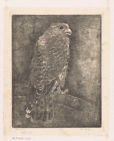 树枝上的猎鹰 作者 Emilius Wilhelmus Dehé（艺术家签名）