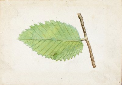 锯齿状叶缘毛虫...，19世纪末至20世纪初。 作者 艾玛海滩塞耶