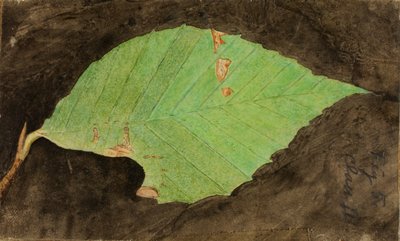 较小的斑点海滩叶缘毛毛虫，研究《动物王国中的隐蔽色》一书 作者 艾玛海滩塞耶
