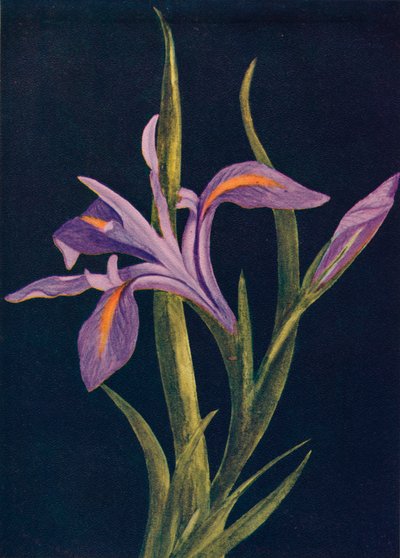 地面虹膜，c1915，1915年 作者 艾玛·格雷厄姆（Emma Graham）Clock