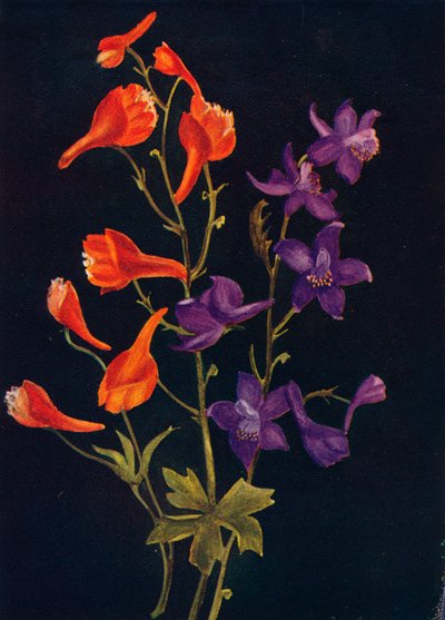 猩红色和蓝larkspur，c1915年，1915年 作者 艾玛·格雷厄姆（Emma Graham）Clock