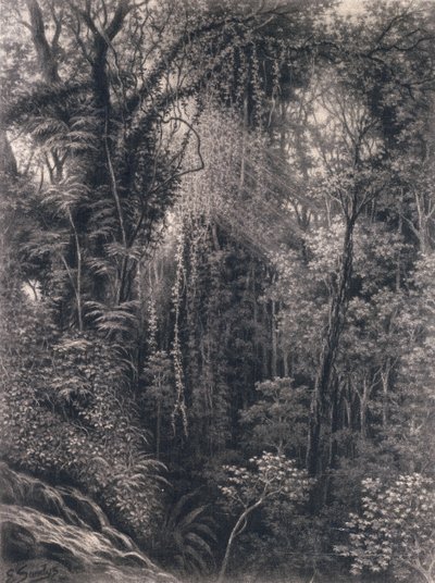 1877年，西波摩亚乌波卢阿皮亚峡谷的视图（纸上的木炭） 作者 艾玛·桑迪斯（Emma Sandys）