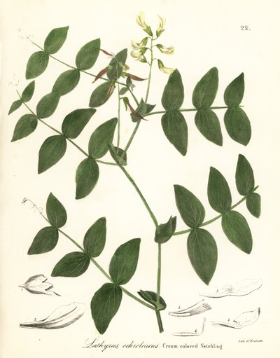 奶油豌豆或奶油色薇菜，Lathyrus ochroleucus 作者 Endicott Endicott