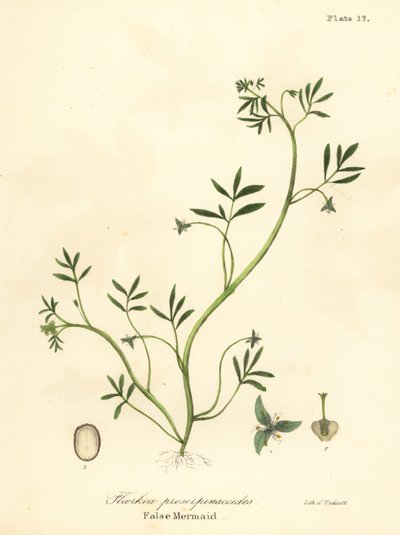 假美人鱼 Floerkea proserpinacoides 作者 恩迪科特恩迪科特