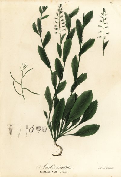 齿壁芹（Murbeckiella pinnatifida）（齿壁芹，Arabis dentata 作者 恩迪科特恩迪科特