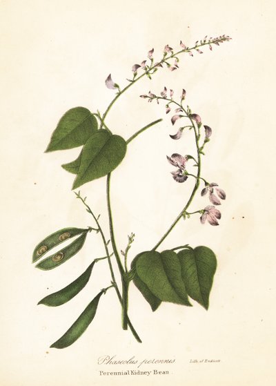 野生芸豆，Phaseolus polystachios（多年生芸豆，Phaseolus perennis） 作者 Endicott Endicott