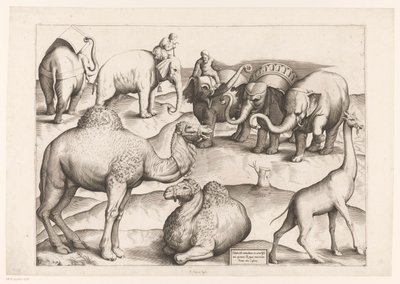 八种动物
古代壁画中的动物（系列名称）
壮丽的罗马壁画（系列名称） 作者 安东尼奥·拉弗里里（Antonio Lafreri）