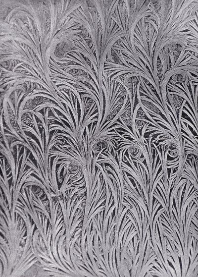 窗玻璃上的霜晶研究（黑白照片） 作者 英国摄影师