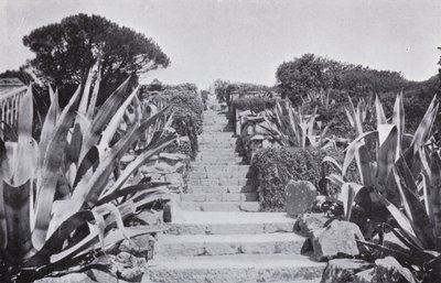 A bit in the Gardens at Tresco (b/w photo) 作者 英国摄影师