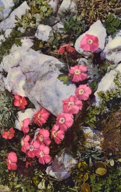 高山花卉阿尔卑斯山石竹（彩色照片） 作者 英国摄影师