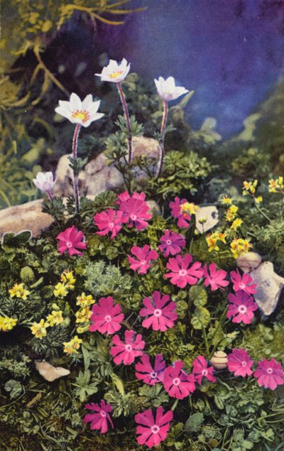 高山花卉：Draba Aizoides 与 Primula Minima（中）和 Anemone Baldensis（后）（彩色照片） 作者 英国摄影师