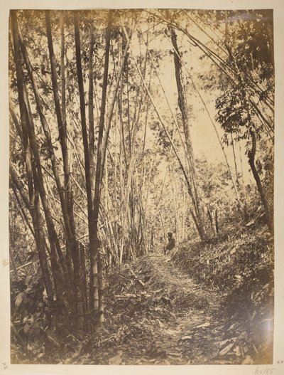 Teesta 河畔的竹林，大吉岭的景色，1870 年代 作者 英国摄影师