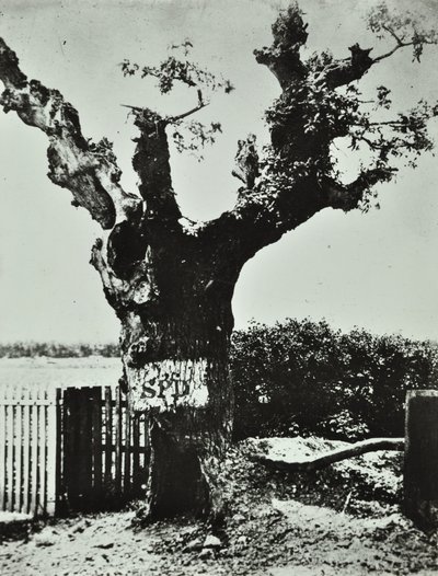 Brockley Lane：Old Oak，伦敦，1890年 作者 英国摄影师