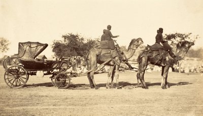 骆驼车，约1860年（摄影版画）。 作者 英国摄影师