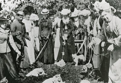 1900年在威斯敏斯特皇家植物园举办的猫展 作者 英国摄影师