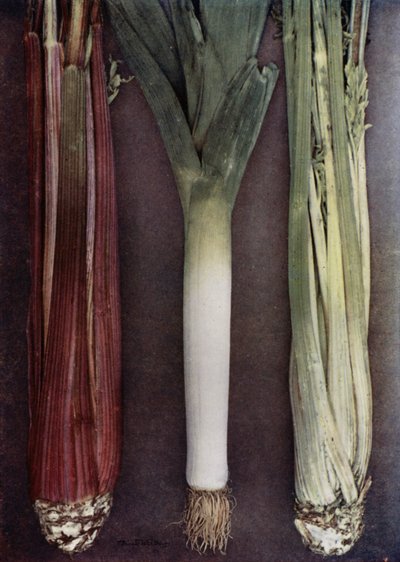 芹菜和韭菜（彩色照片） 作者 英国摄影师