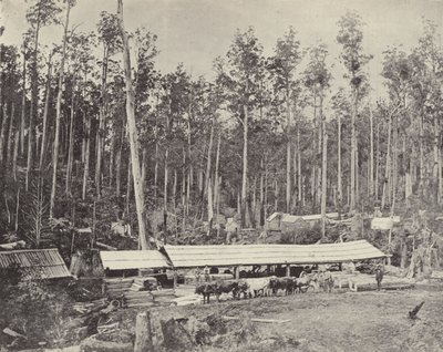 Childers Sawmill，Gippsland 作者 英国摄影师