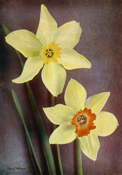 水仙花（彩色照片） 作者 英国摄影师