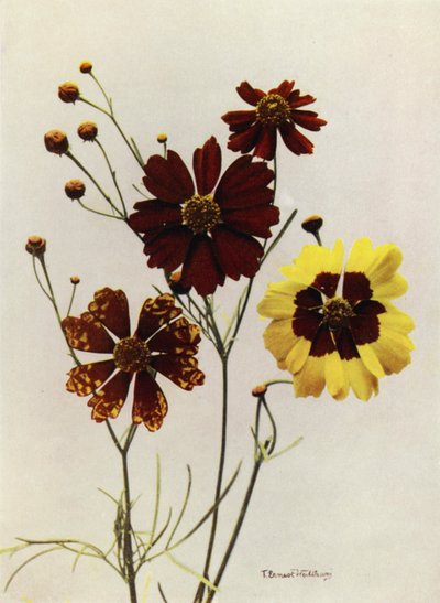 Drummondii 和 C Tinctoria 的花园品种（彩色照片） 作者 英国摄影师