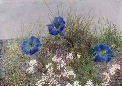 Gentiana Acaulis 和 Draba Dediana（彩色照片） 作者 英国摄影师