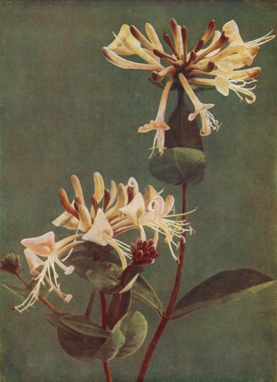 金银花（照片） 作者 英国摄影师