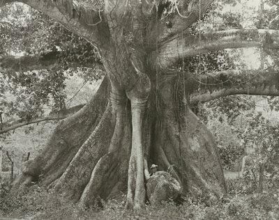 牙买加：汤姆-克林格尔斯棉花树，西班牙镇路（黑白照片） 作者 英国摄影师