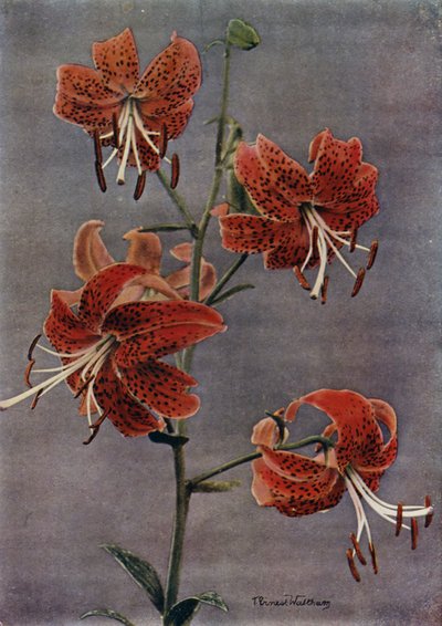L Maximowiczii（印刷品） 作者 英国摄影师