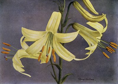 L Parryi（打印） 作者 英国摄影师