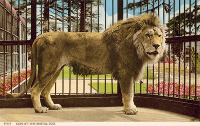 Lion at Bristol Zoo (photo) 作者 英国摄影师