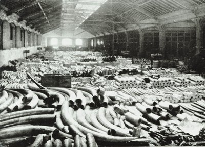 伦敦码头：象牙仓库，1895年 作者 英国摄影师