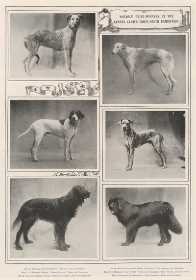Kennel Clubs第四十六届展览会的着名获奖者 作者 English Photographer