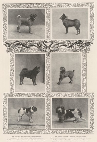 Kennel Clubs第四十六届展览会的着名获奖者 作者 英国摄影师