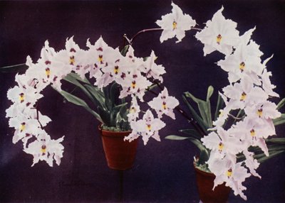 Odontoglossum Crispum（彩色照片） 作者 英国摄影师