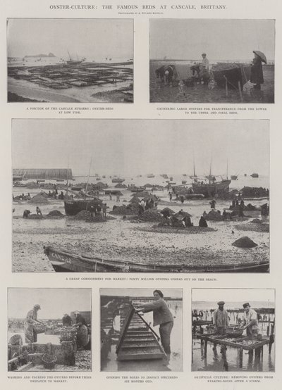 牡蛎文化，康卡勒，布列塔尼的着名床铺 作者 English Photographer