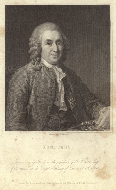Carl Linnaeus的肖像 作者 英国摄影师