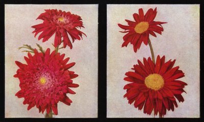 除虫菊，Kelway的Lord Rosebery和Langport Scarlet（照片）。 作者 英国摄影师