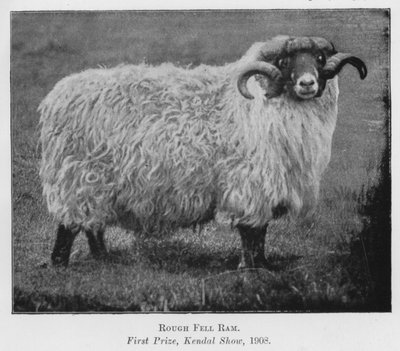Rough Fell Ram，一等奖，Kendal Show 作者 英国摄影师