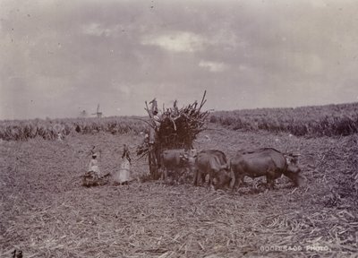 糖种植园，巴巴多斯，1880年 作者 英国摄影师