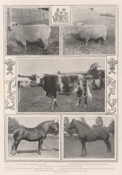 卡迪夫的牛展，皇家奖得主和其他人 作者 English Photographer